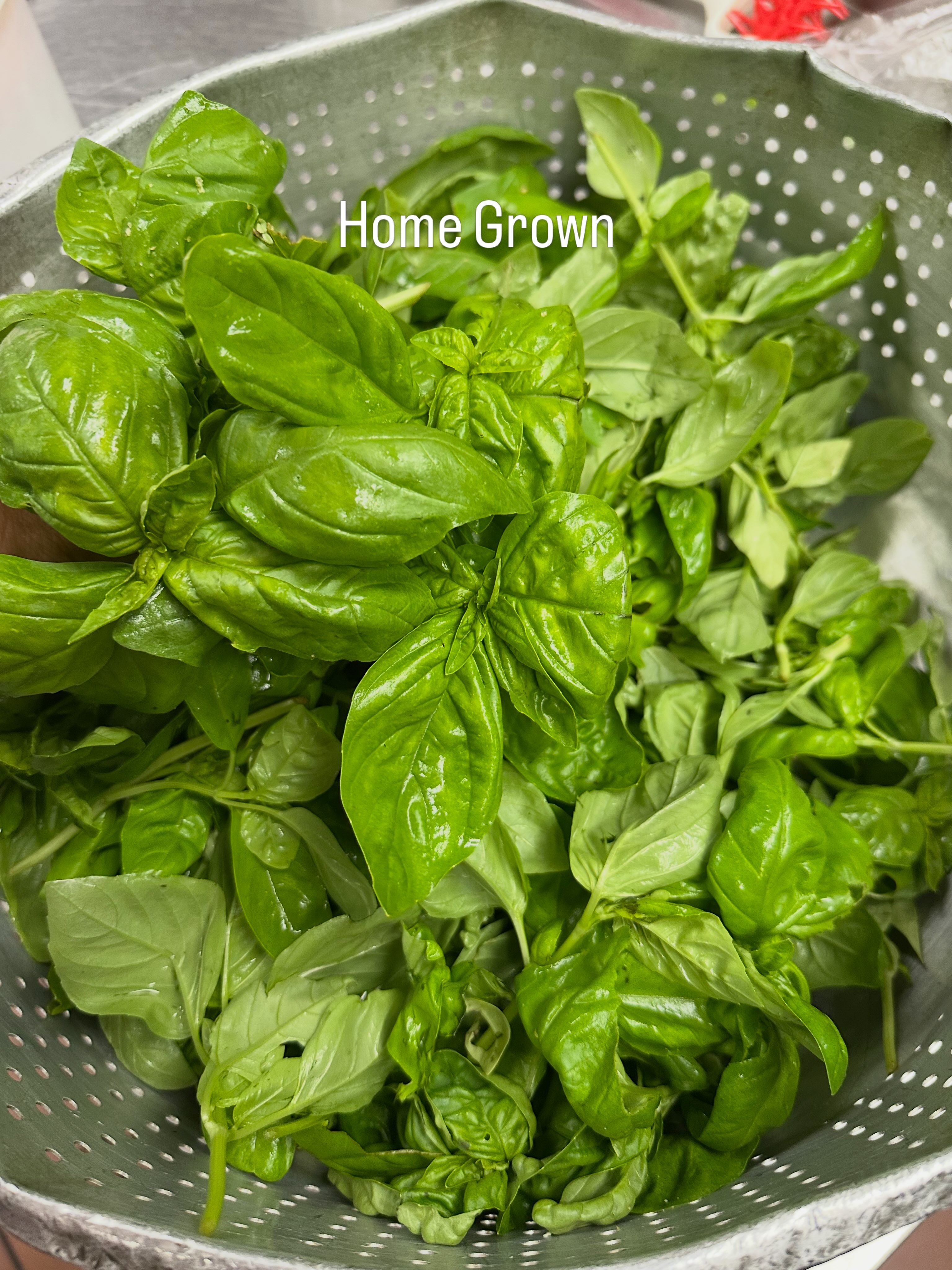 Home grown basil picked fresh for the kitchen at Carlo's